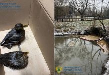 В Москве из-за загрязнения Яузы пострадали утки, прокуратура начала проверку