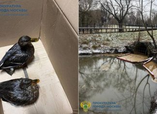 В Москве из-за загрязнения Яузы пострадали утки, прокуратура начала проверку