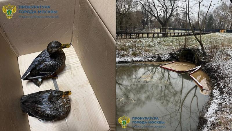 В Москве из-за загрязнения Яузы пострадали утки, прокуратура начала проверку