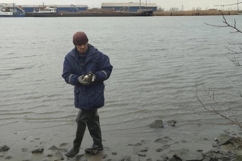 В Ростове-на-Дону спасатели вызволили собаку и её слепого щенка из ледяной реки