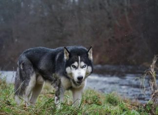 Волк утащил четырёхмесячного малыша из дома и загрыз его
