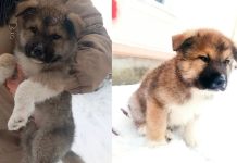 Живодёра сняли камеры за зверским избиением щенка в подъезде дома в Ленобласти