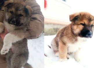 Живодёра сняли камеры за зверским избиением щенка в подъезде дома в Ленобласти