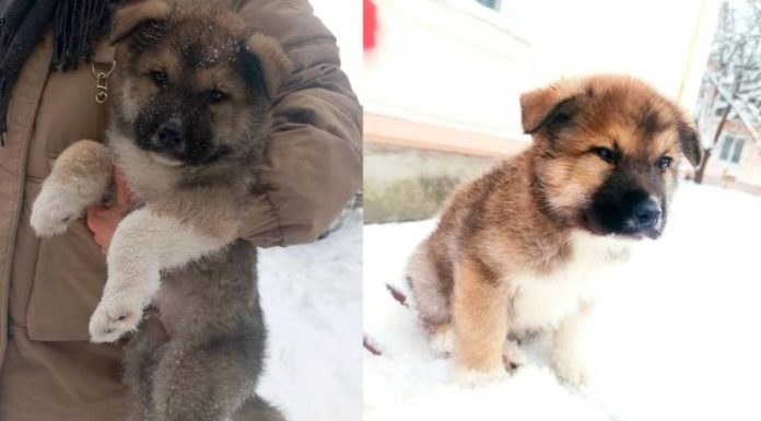 Живодёра сняли камеры за зверским избиением щенка в подъезде дома в Ленобласти