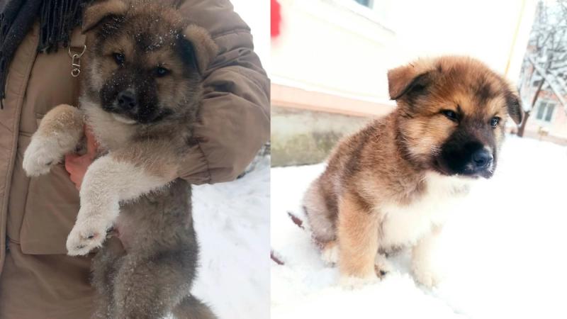 Живодёра сняли камеры за зверским избиением щенка в подъезде дома в Ленобласти